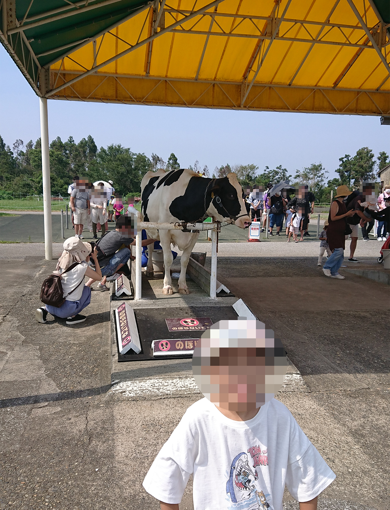 マザー牧場 で初めての 乳牛の手しぼり体験 に挑戦